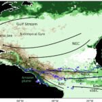 Verrassende oorzaak van sargassumbloei in het Caribisch gebied: Studie wijst op veranderingen in circulatie en windpatronen