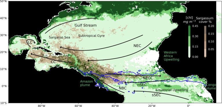 Verrassende oorzaak van sargassumbloei in het Caribisch gebied: Studie wijst op veranderingen in circulatie en windpatronen