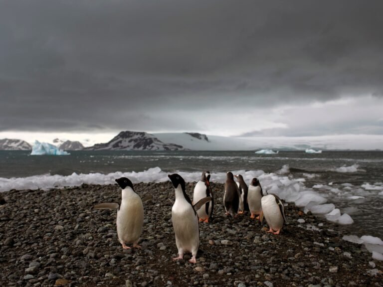 Zuid-Afrikaās Antarctische basis getroffen door beschuldigingen van geweld: Wat is er gebeurd?