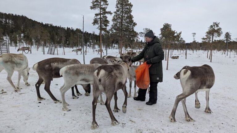 ‘Mensen zijn geen rekwisieten’: Sámi rendierherders strijden tegen stereotypen voor ethisch toerisme