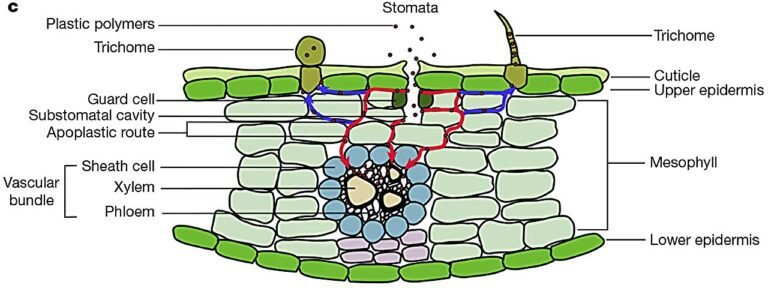 Microplastics in de Lucht Dringen Door in Plantbladeren, Wat Milieu-zorgen Verhoogt