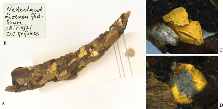 Microplastics in de behuizingen van de kokerjuffer uit de jaren '70 wijzen op langdurige vervuiling