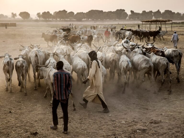 Minimaal 17 doden bij botsingen tussen herders en boeren in Nigeria