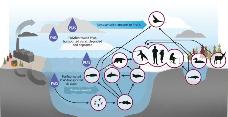 PFAS Vervuilen de Arctis en Bedreigen Mensen en Dieren