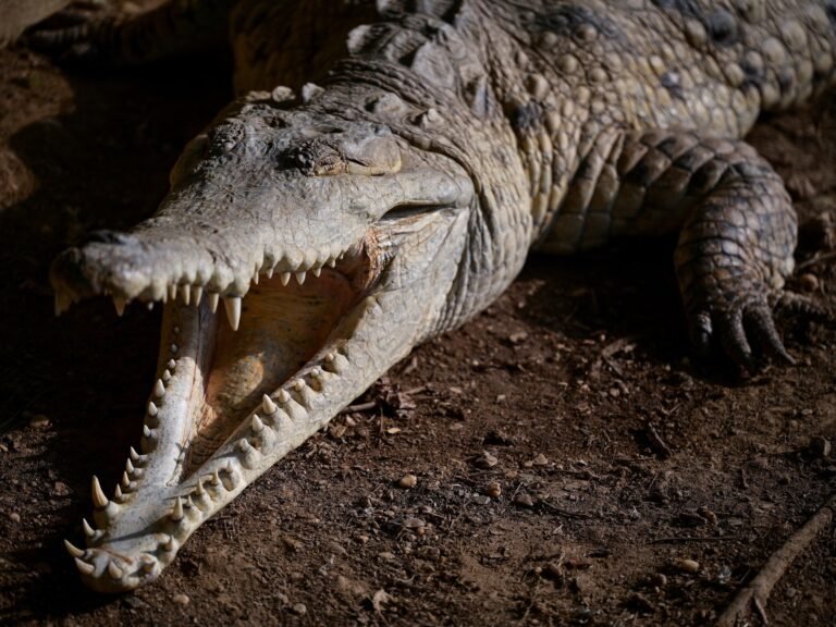 Foto's: De ultieme race om het Orinoco-krokodil te redden