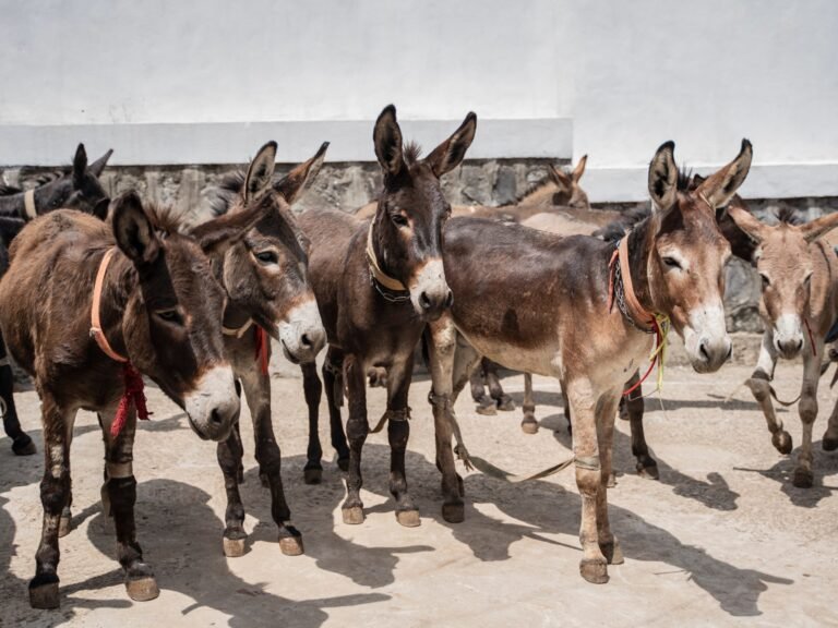 Foto's: Gratis kliniek voor ezels, cruciaal voor de Ethiopische economie