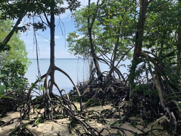 Hoe de klimaatveranderingen van El Niño en La Niña wereldwijd mangroves bedreigen