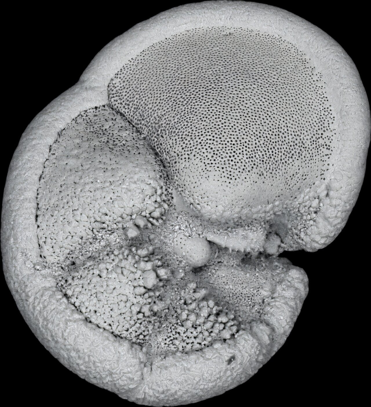 Hoe de 'mariene revolutie' het leven in de oceaan heeft gevormd