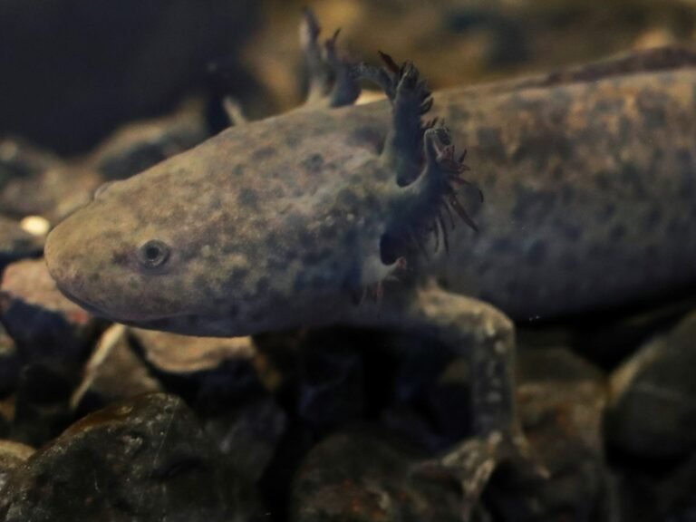 Kan Mexico de bedreigde axolotl terugbrengen?