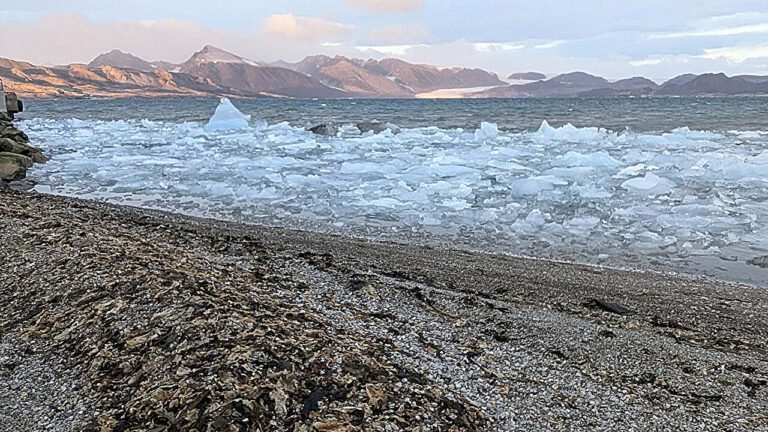 Toename van zeewier kan koolstofdynamiek in Arctic fjorden veranderen