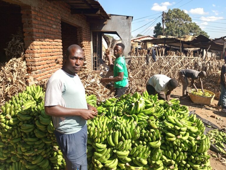 ‘Wij willen onze bananen terug’: Handelaren in de wacht door geschil tussen Malawi en Tanzania