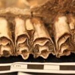 Afrikaanse samenlevingen overleefden millennia van klimaatveranderingen door diversificatie van hun levensstijl