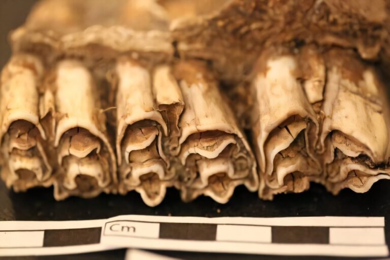 Afrikaanse samenlevingen overleefden millennia van klimaatveranderingen door diversificatie van hun levensstijl