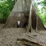 Boomringen onthullen toenemende seizoensgebonden neerslag in de Amazone
