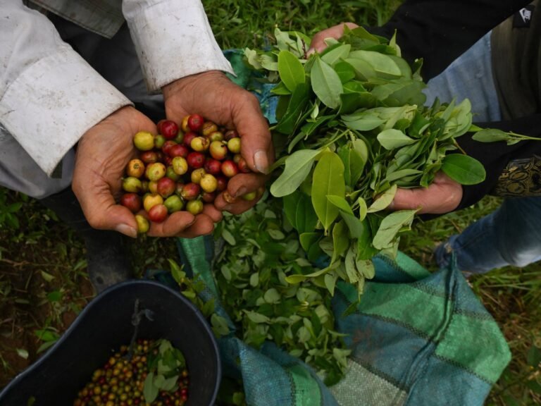 Colombia Betaalt Boeren om Coca te Verwijderen: Een Klap voor Narco's