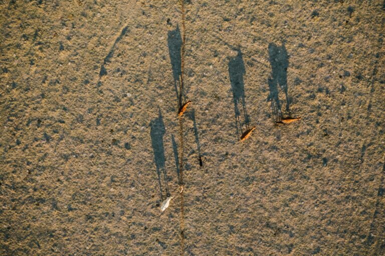De toenemende dorst van de atmosfeer verergert droogtes, zelfs in regenachtige gebieden