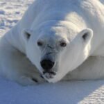 Eeuwenoude kwikvervuiling in de oceaan bedreigt het leven in de Arctic