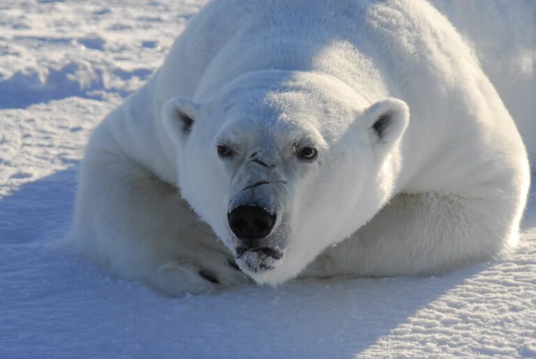 Eeuwenoude kwikvervuiling in de oceaan bedreigt het leven in de Arctic