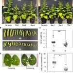 Enkele planten produceren hun eigen pesticiden - maar wat zijn de gevolgen voor het milieu?