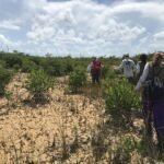 Everglades-ecosystemen reageren gemengd op stijgende zeespiegels