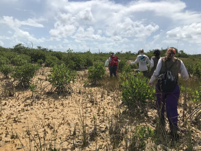 Everglades-ecosystemen reageren gemengd op stijgende zeespiegels