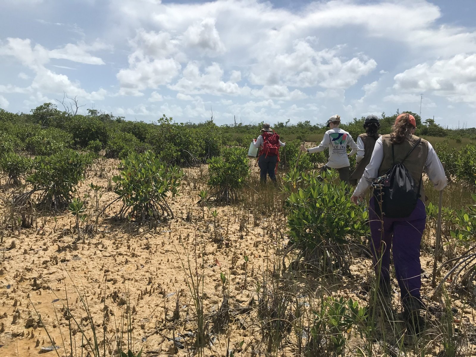 Everglades-ecosystemen reageren gemengd op stijgende zeespiegels