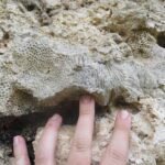 Fossiele koralen wijzen op mogelijk steilere zeespiegelstijging in een opwarmende wereld