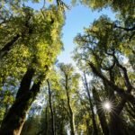 Inheemse bossen absorberen meer koolstof dan verwacht, onthult inversiemodellering