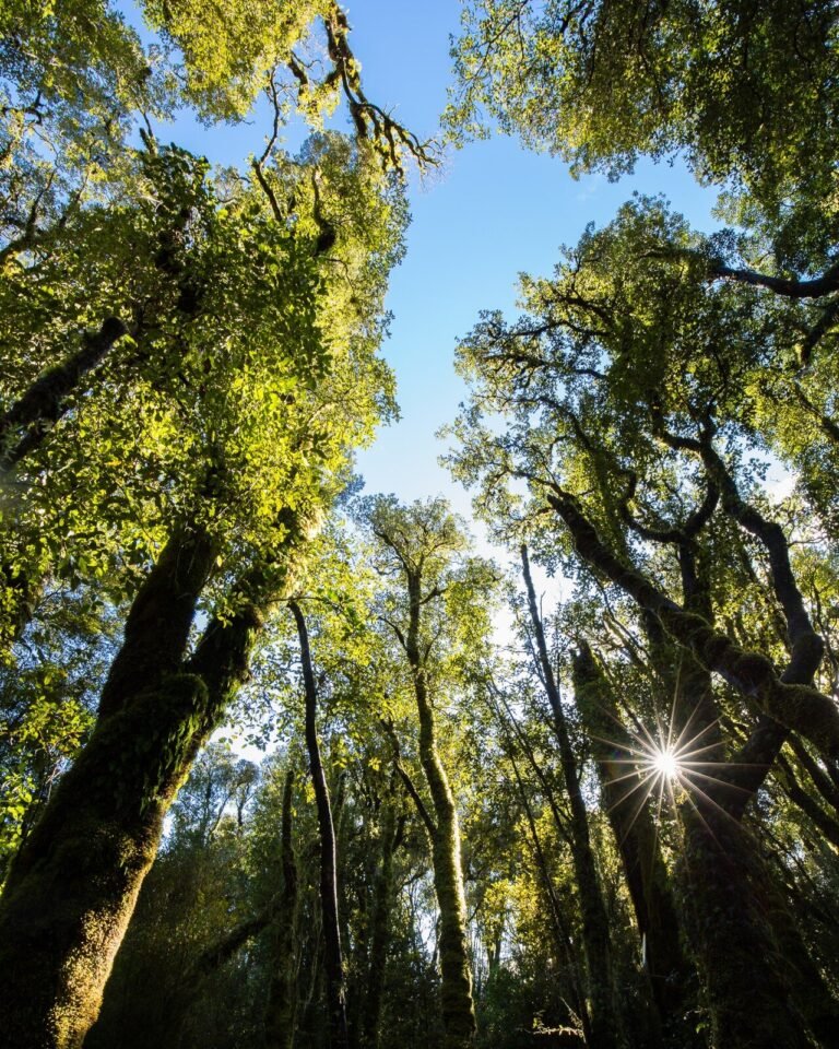 Inheemse bossen absorberen meer koolstof dan verwacht, onthult inversiemodellering
