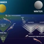 Kleine oceaanmigranten spelen een cruciale rol in de koolstofopslag van de Zuidelijke Oceaan, blijkt uit onderzoek