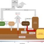 Kosteneffectieve koolstofafvang: Houtafval begraven in beheerde bossen