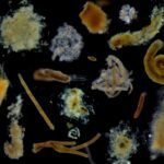 Mariene sneeuw onthult nieuwe inzichten over de export van koolstof naar de diepe zee