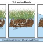 Modelstudie onthult vroege tekenen van wijdverspreide achteruitgang van kustmoerassen