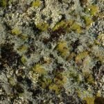 Onderzoek betwist recente beweringen over snelle 'groening' van Antarctica