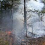 Onderzoek toont aan dat gecontroleerde branden de intensiteit van bosbranden en luchtvervuiling door rook kunnen verminderen