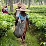 Rock on: Hoe gebroken steen kan bijdragen aan de strijd tegen klimaatverandering