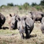 Tienduizenden witte neushoorns verplaatst van Zuid-Afrika naar Rwanda