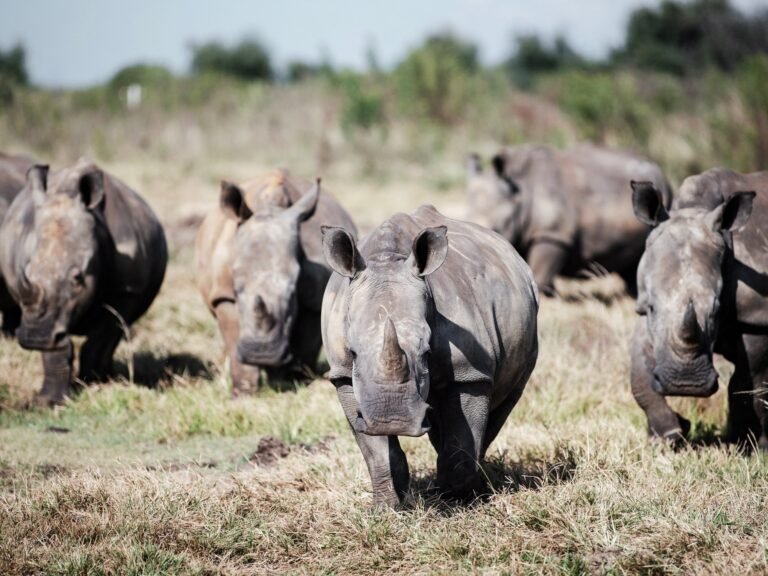 Tienduizenden witte neushoorns verplaatst van Zuid-Afrika naar Rwanda