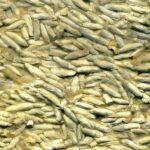 Vulkanische opwarming uit het verleden verbonden aan mariene uitstervingen, blijkt uit gedetailleerde fossiele gegevens