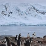 Waar verkrijgen onderwaterkloven in Antarctica hun zeeleven?
