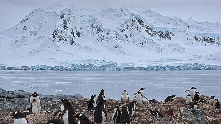 Waar verkrijgen onderwaterkloven in Antarctica hun zeeleven?