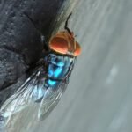 Claudia Sheinbaum uit Mexico bekritiseert Amerikaanse reactie op screwworm als 'overdreven'