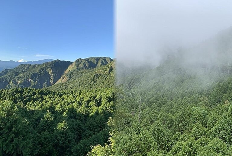 Dagelijks verschil tussen temperatuur en luchtvochtigheid beschermt nevelwouden tegen droogte