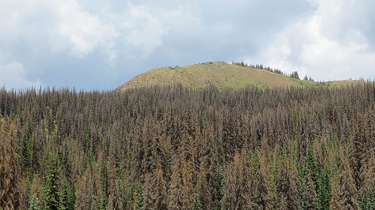 Effectiviteit van koolstofcompensatie: Onderzoekers presenteren een 'routekaart' voor verbetering van op natuur gebaseerde klimaatoplossingen