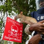 Foto's: Cambodja zet knaagdieren in voor levensreddende mijnopsporing