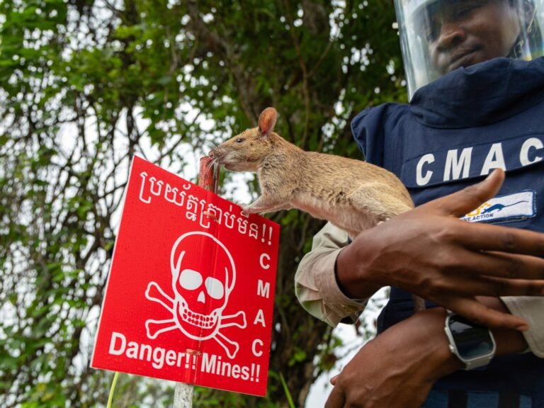 Foto's: Cambodja zet knaagdieren in voor levensreddende mijnopsporing