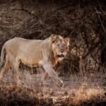 India's Leeuwenpopulatie Stijgt: Waarom Zijn Sommige Natuurbeschermers Bezorgd?