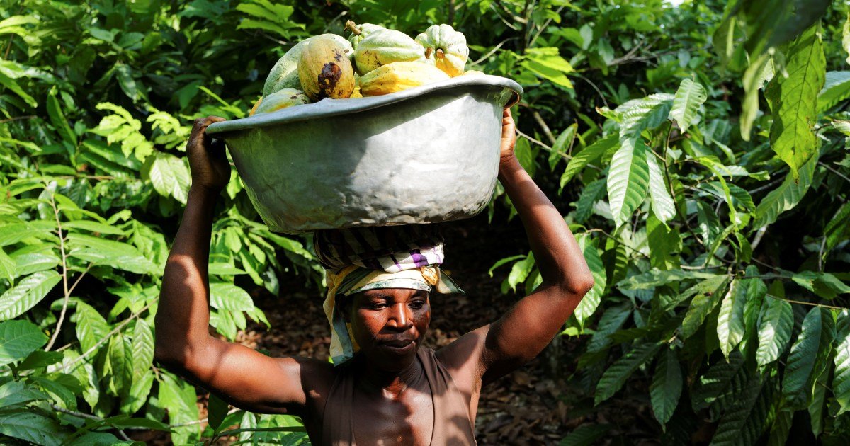 Klimaatcrisis veroorzaakt wereldwijde stijging van voedselprijzen, volgens wetenschappers