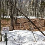 Langdurige studie toont aan dat verminderde sneeuwbedekking in de winter de koolstofopslagcapaciteit van bossen vermindert