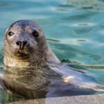 Litouwen beschermt Baltische zeehonden nu de ijsbedekking door klimaatverandering afneemt